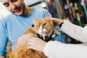 Cara Praktis Menghitung dan Meningkatkan Profit Petshop